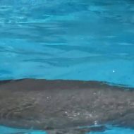 Amazing Dolphin Encounter